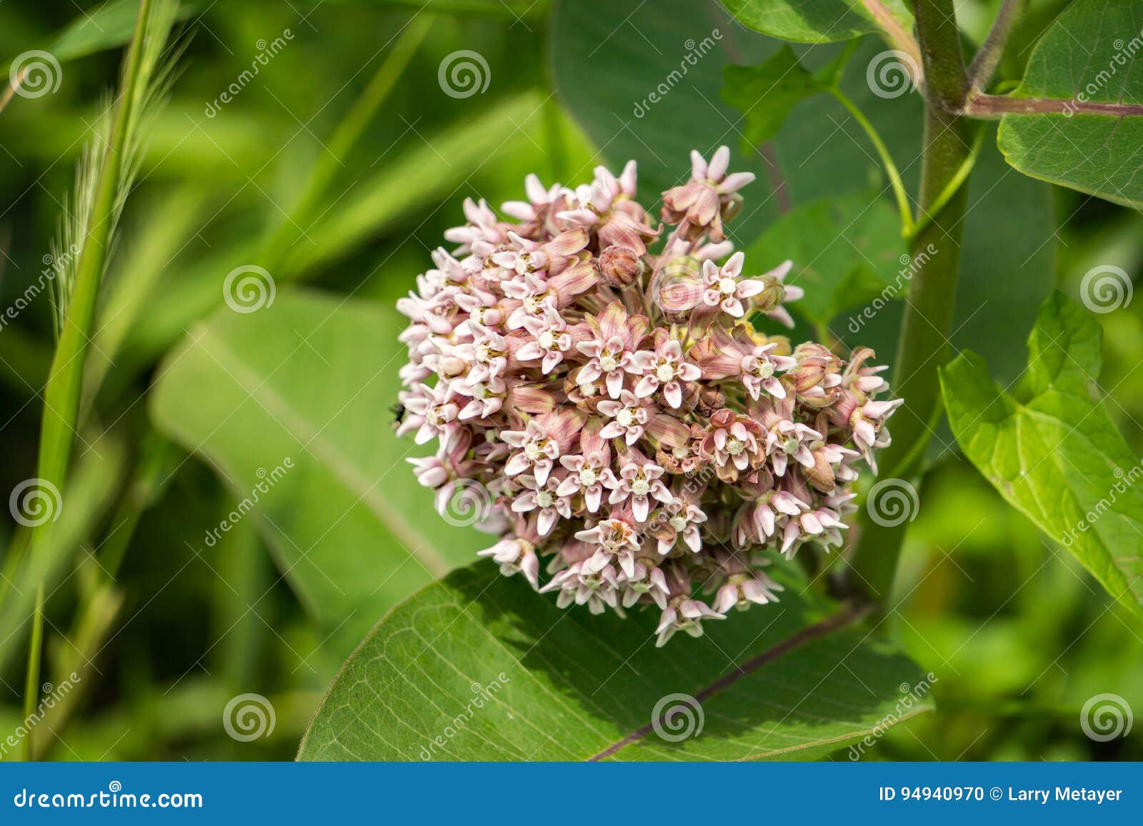 common milkweed Ã¢â¬â asclepias syriaca